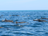 Hejno delfínů (Maledivy, Michal Čepek)