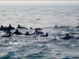 delfíni (Maledivy, Michal Čepek)