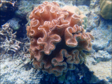měkký korál (Maledivy, Michal Čepek)