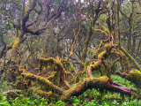 Ostrova La Gomera a La Palma (Španělsko, Lenka Vokounová)