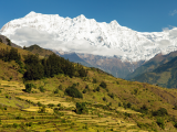 Rýžové pole, Himaláje (Nepál, Dreamstime)