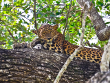 Leopard, NP Wilpatu (Srí Lanka, Dreamstime)